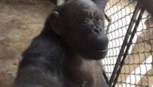 Delhi zoo hosts birthday party for 57 year old 'Rita, the chimpanzee'