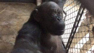 दिल्ली चिड़ियाघर ने मनाया रीटा का जन्मदिन | Delhi zoo hosts birthday party for 57 year old 'Rita, the chimpanzee'