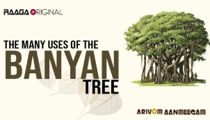 The Many Uses of the Banyan Tree